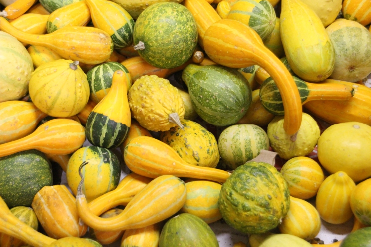 squash-and-gourds_3381