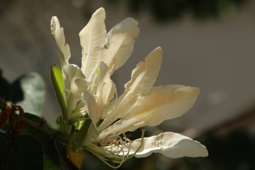 whiteflower-balboasandiego_3428